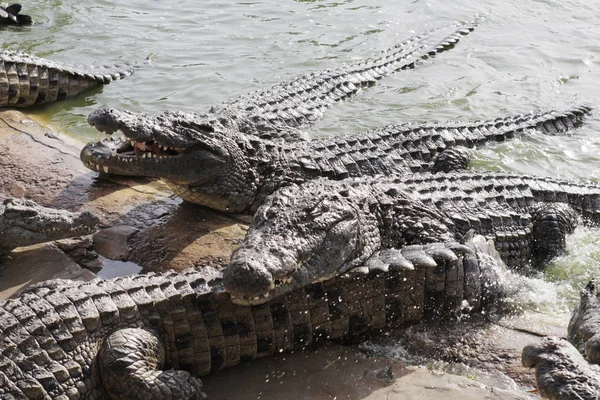 Het voeden van krokodillen op een krokodillenboerderij. Krokodillen in de vijver. — Stockfoto