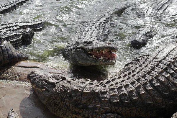 Кормление крокодилов на крокодиловой ферме. Крокодилы в пруду . — стоковое фото