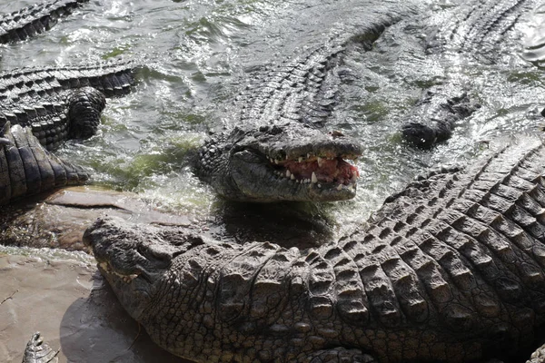 Het voeden van krokodillen op een krokodillenboerderij. Krokodillen in de vijver. — Stockfoto