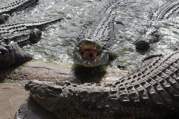 Het voeden van krokodillen op een krokodillenboerderij. Krokodillen in de vijver. — Stockfoto