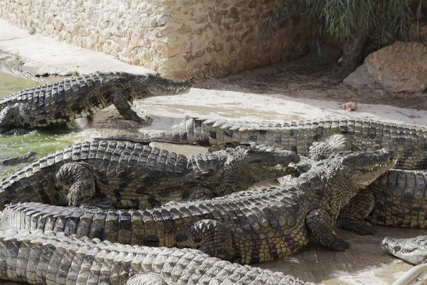 Karmienie krokodyli na farmie krokodyla. Krokodyle w stawie. — Zdjęcie stockowe