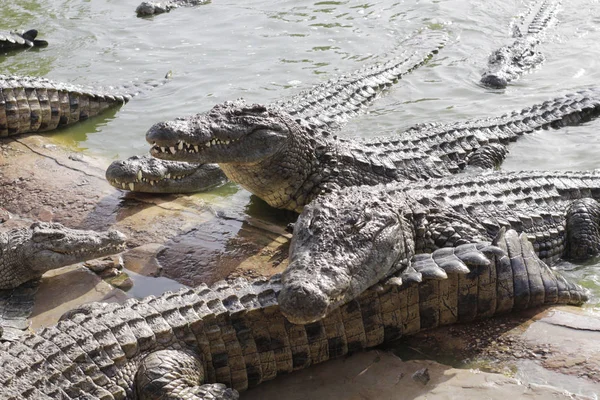 Krokodillen verzameld voor het voeden, ze wachten op voedsel. — Stockfoto