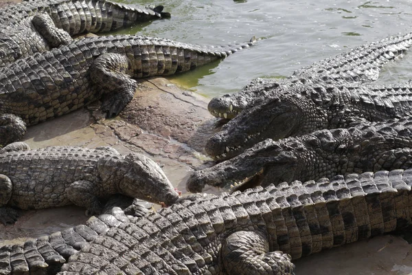 Crocodiles gathered for feeding, they are waiting for food. — Stock Photo, Image