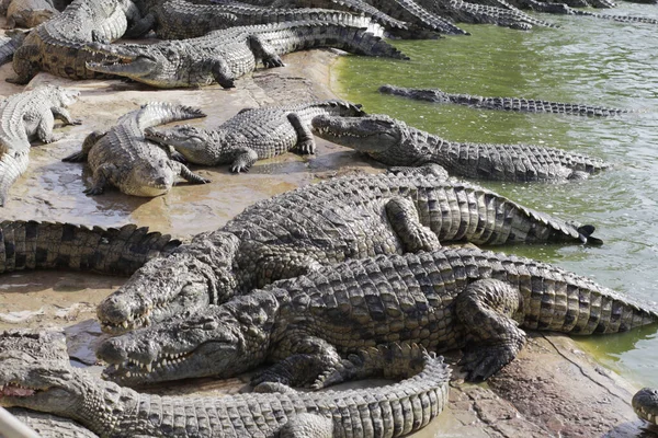 Crocodiles gathered for feeding, they are waiting for food. — Stock Photo, Image