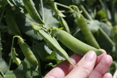 Bahçedeki bir dalda taze bezelyeler.