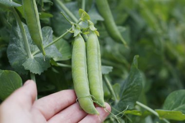 Bahçedeki bir dalda taze bezelyeler.