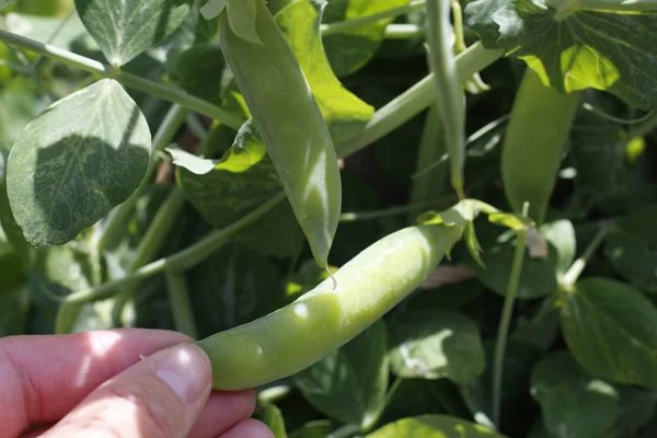 Green ripe peas on a branch in the garden.