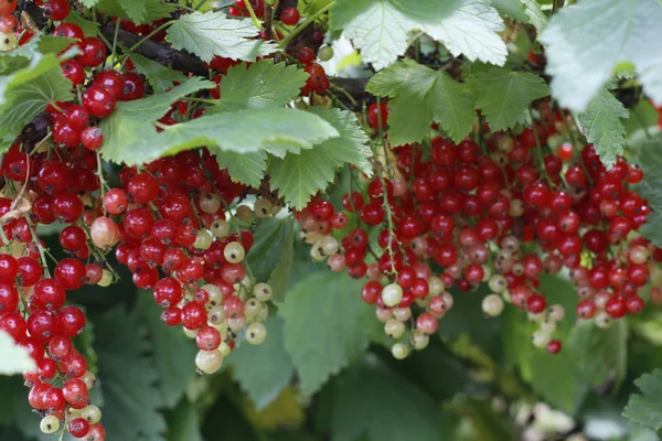 A ripening bunch of red currants on a branch. Red ribes. — Stock Photo, Image