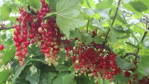 Mazzo Maturo Ribes Rosso Ramo Ribes Rosso Maturo Cresce Cespuglio — Video Stock