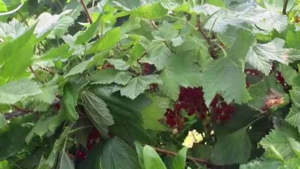 Ripening Bunch Red Currants Branch Ripe Red Currant Grows Bush — Stock Video