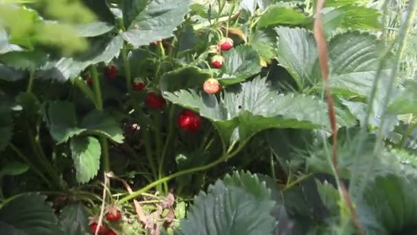 Fragole Crescono Ramoscello Vento Soffia Cespuglio Con Fragole Bosco Frutta — Video Stock