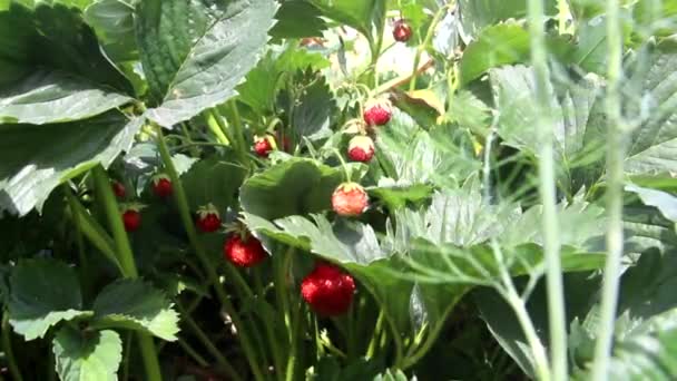 Strawberries Grow Twig Wind Blows Bush Wild Strawberries Red Strawberry — Stock Video