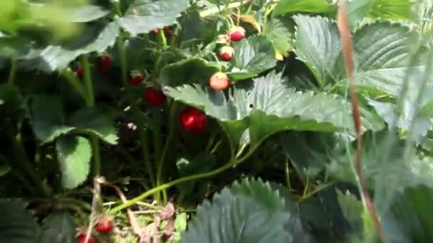 Strawberries Grow Twig Wind Blows Bush Wild Strawberries Red Strawberry — Stock Video