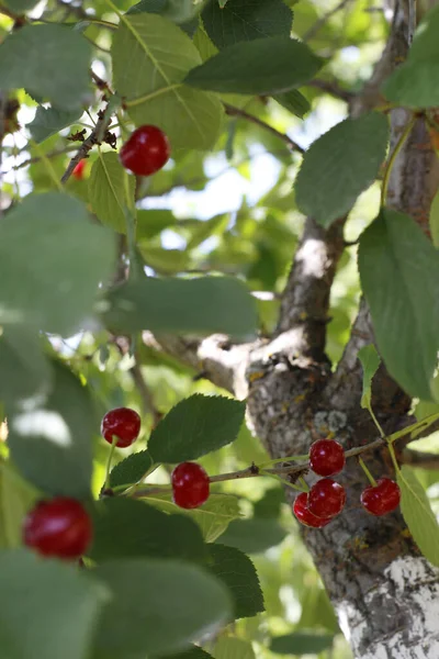 Cherry grows on a tree. The wind blows on a cherry tree. — Stock Photo, Image