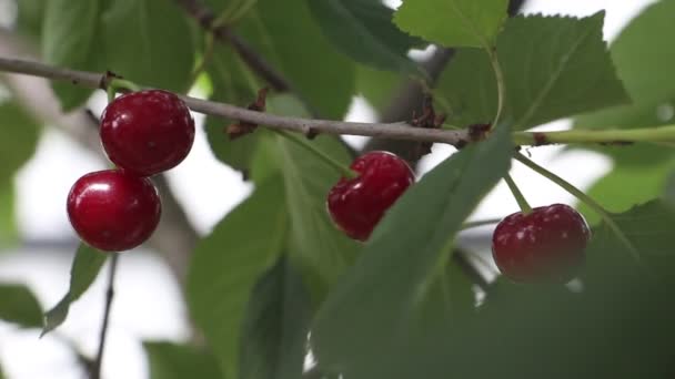 Körsbär Växer Ett Träd Vinden Blåser Mot Ett Körsbärsträd Grenarna — Stockvideo