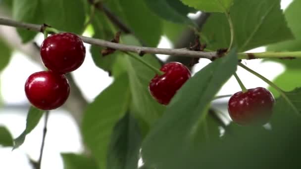 Körsbär Växer Ett Träd Vinden Blåser Mot Ett Körsbärsträd Grenarna — Stockvideo