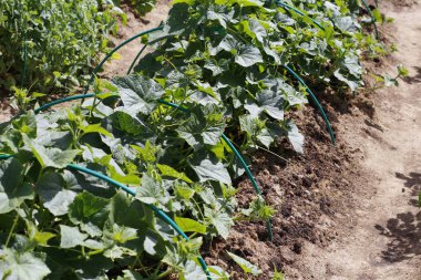 Bir sıra yeşil salatalık. Yataklarda taze sebze yetiştir..