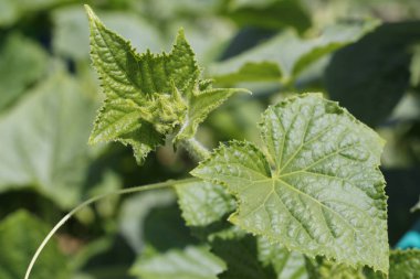 Salatalıklar açık toprakta yetişir..