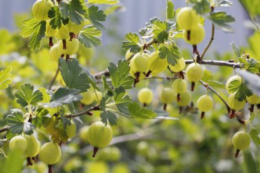 Taze yeşil bektaşi üzümü. Bektaşi üzümlü bir dala yakın plan yeşil meyveler..