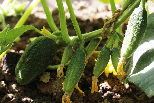 Komkommers groeien in de grond in volle grond. — Stockfoto