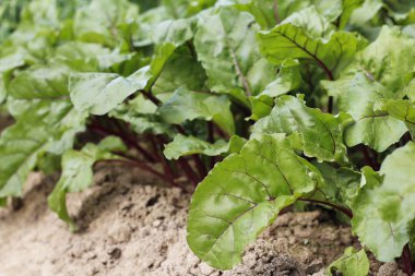 Sebze bahçesinde yeşil yapraklı pancar yetiştiriyor..