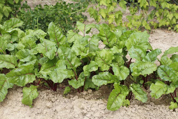 Growing beets with beautiful green leaves on a vegetable garden. — Stock Photo, Image