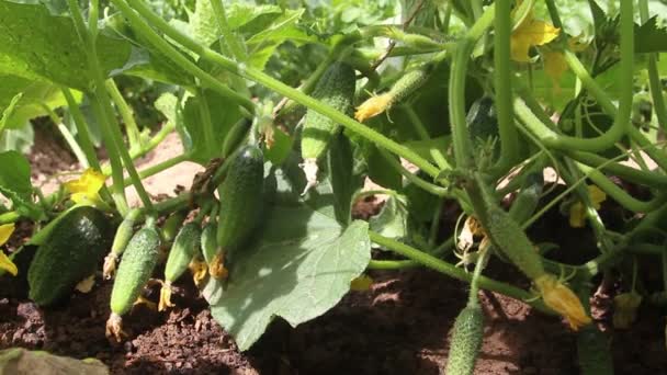 Los Pepinos Crecen Suelo Campo Abierto Jardín Pueblo Cultivar Verduras — Vídeo de stock