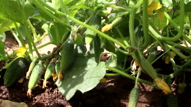 Los Pepinos Crecen Suelo Campo Abierto Jardín Pueblo Cultivar Verduras — Vídeo de stock