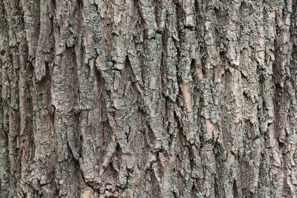 Carved texture of tree bark. Beautiful wood texture. — 스톡 사진