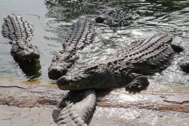 Dişlerini gösteren bir timsah. Açık çenetimsahı. Timsah çiftliği. Timsah yetiştiriciliği. Timsah keskin dişleri. Close.