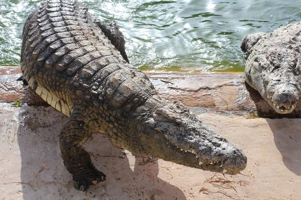 Krokodyle Wygrzać Się Słońcu Krokodyle Stawie Jeden Krokodyl Wychodzi Stawu — Zdjęcie stockowe