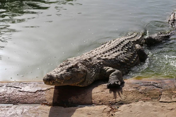 Krokodillen Koesteren Zon Krokodillen Vijver Een Krokodil Komt Uit Vijver — Stockfoto