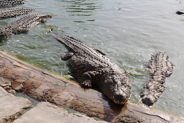 Eén Krokodil Die Tanden Toont Open Jaws Krokodil Krokodillenboerderij Teelt — Stockfoto