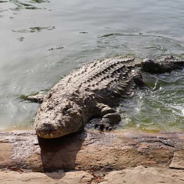 Jeden Krokodyl Przedstawiający Zęby Otwarte Szczęki Krokodyla Farma Krokodyli Uprawa — Zdjęcie stockowe