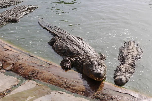 Crocodil Care Arată Dinţii Deschide Fălcile Crocodil Fermă Crocodil Cultivarea — Fotografie, imagine de stoc