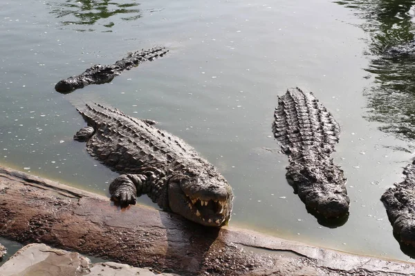 Eén Krokodil Die Tanden Toont Open Jaws Krokodil Krokodillenboerderij Teelt — Stockfoto