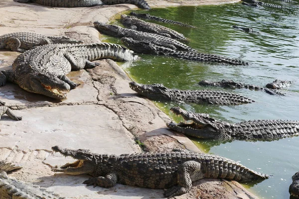 Eén Krokodil Die Tanden Toont Open Jaws Krokodil Krokodillenboerderij Teelt — Stockfoto