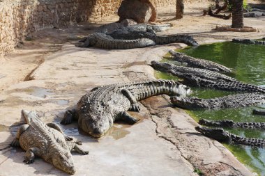 Timsahlar güneşin tadını çıkarır. Göldeki timsahlar. Timsah çiftliği. Timsah yetiştiriciliği. Timsah keskin dişleri.