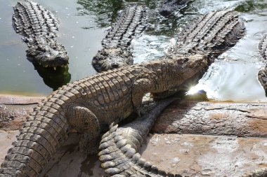 Birçok timsah güneşin tadını çıkarır. Gölde timsah var. Timsah çiftliği. Timsah yetiştiriciliği. Timsah keskin dişleri.