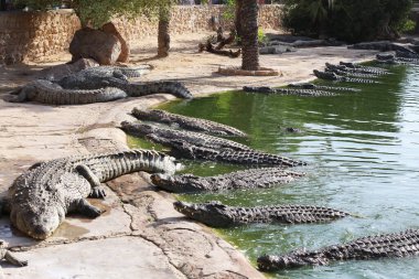 Birçok timsah güneşin tadını çıkarır. Gölde timsah var. Timsah çiftliği. Timsah yetiştiriciliği. Timsah keskin dişleri.