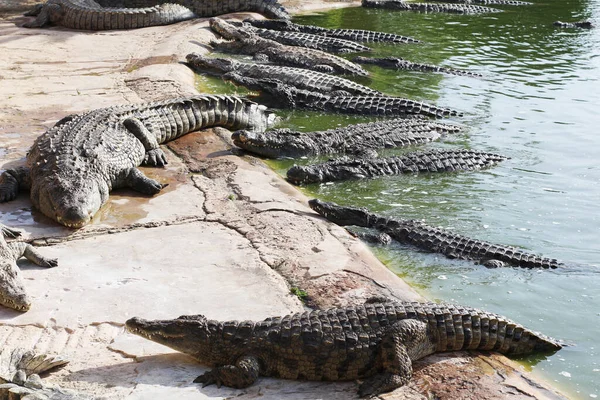 Krokodýli Vyhřívám Slunci Krokodýli Rybníku Krokodýlí Farma Pěstování Krokodýlů Ostré — Stock fotografie