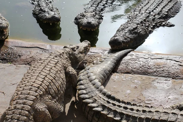 Krokodillen Koesteren Zon Krokodillen Vijver Krokodillenboerderij Teelt Van Krokodillen Krokodil — Stockfoto