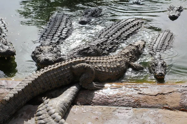 Crocodilii Scufundă Soare Crocodili Iaz Fermă Crocodil Cultivarea Crocodililor Dinți — Fotografie, imagine de stoc