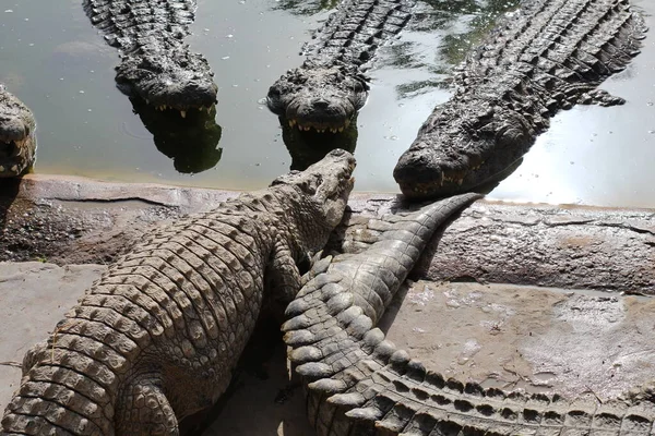 Spousta Krokodýlů Slunci Krokodýl Rybníku Krokodýlí Farma Pěstování Krokodýlů Ostré — Stock fotografie