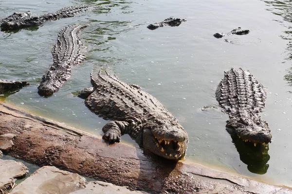 Many Crocodiles Bask Sun Crocodile Pond Crocodile Farm Cultivation Crocodiles — Stock Photo, Image
