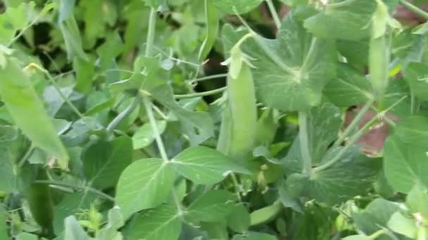 Cultivando Vagens Frescas Ervilha Verde Seleção Ervilhas Livre Casulos Ervilhas — Vídeo de Stock