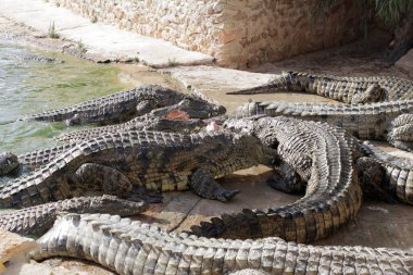Timsah çiftliğinde timsahlar beslenmeyi bekliyor. Timsahları besliyorum. Timsah yetiştiriciliği. Timsah çiftliği.