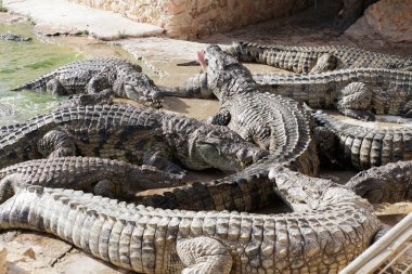 Timsah çiftliğinde timsahlar beslenmeyi bekliyor. Timsahları besliyorum. Timsah yetiştiriciliği. Timsah çiftliği.
