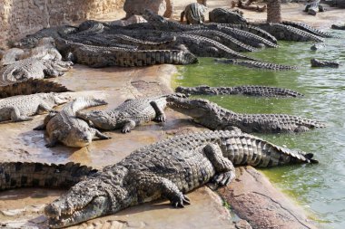 Timsah çiftliğinde timsahlar beslenmeyi bekliyor. Timsahları besliyorum. Timsah yetiştiriciliği. Timsah çiftliği.
