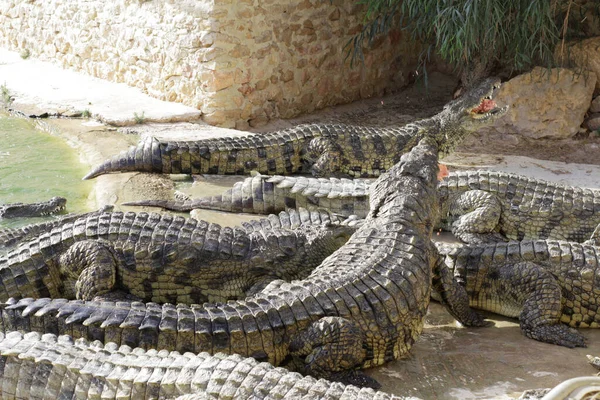 Krokodyle Farmie Krokodyli Czekają Pożywienie Karmienie Krokodyli Hodowla Krokodyli Hodowla — Zdjęcie stockowe